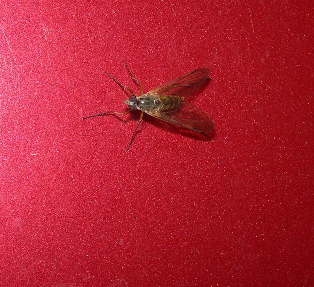 Rhagio sp. femmina (Rhagionidae)